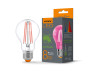 LED lamp VIDEX Filament A60FF 08W E27 1200K